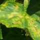 Årsager til gule pletter på agurkblade og hvordan man behandler dem