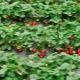 Påføring af jod til jordbær