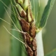 Parassiti e malattie del grano