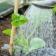 Tutto sull'irrigazione dei cetrioli