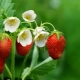 开花期间如何以及如何喂养草莓？