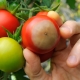 Beschrijving en behandeling van toprot op tomaten