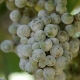 Witte bloei op druiven