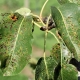 Krankheiten und Schädlinge der Birne