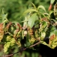 Peach diseases and pests