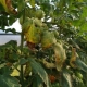 Diseases and pests of tomatoes in the greenhouse