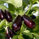 Hvordan og hvordan fodres auberginer i et drivhus?