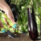 Hvordan og hvordan fodrer man auberginer?
