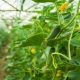 Hvordan og hvordan fodrer man agurker i et drivhus?