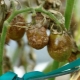 Comment traiter les tomates du phytophthora?