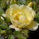 Wie behandelt man Rosen von Blattläusen und wie sieht der Schädling aus?