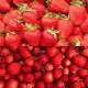 Hvad er forskellen mellem jordbær og jordbær?