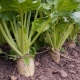 How is sugar beet different from fodder?