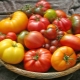 ¿En qué se diferencian los tomates de los tomates?