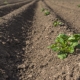 Cât timp după plantare înmuguresc cartofii și ce se întâmplă dacă nu există lăstari?