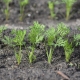 ¿Cuántos días brotan las zanahorias y qué afecta la germinación?