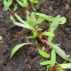 After how many days do beets sprout and why are there no shoots?
