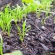 How many days does dill sprout and why are there no shoots?