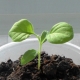 茄子种子几天后发芽，为什么没有发芽？