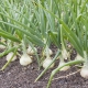 Hvidløg efter kartofler: fordele og ulemper ved plantning