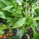 Co když jsou listy papriky ve skleníku stočené?
