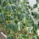 Cosa succede se i cetrioli nella serra appassiscono?