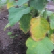 Hvad skal man gøre, hvis bladene af auberginer i drivhuset bliver gule?