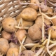 Wat te doen als aardappelen lange spruiten hebben?