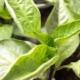 Hvad skal man gøre, hvis bladene af peberfrøplanter er krøllet?