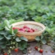 Was tun mit Erdbeeren im August?