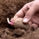 种土豆的时候要在洞里放什么？