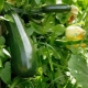 Hvad kan du plante efter zucchini?