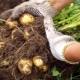 Co můžete zasadit po bramborách?