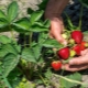 Hvad kan du plante efter jordbær?