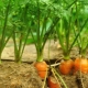 What can you plant after carrots?