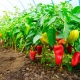 Hvad kan du plante efter peber?