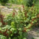 Was kann neben schwarzen und roten Johannisbeeren gepflanzt werden?