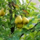 Was kann neben einer Birne gepflanzt werden?
