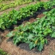 What can you plant next to zucchini?