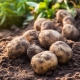 ¿Qué puedes plantar junto a las patatas?