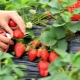 Hvad kan du plante ved siden af ​​jordbær?