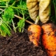 ¿Qué se puede plantar junto a las zanahorias en la misma cama?