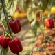 Hvad kan du plante ved siden af ​​peberfrugter?