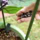 Was sollte beim Pflanzen von Auberginen in die Löcher gesteckt werden?