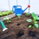 Was in die Löcher stecken, wenn Paprika gepflanzt wird?