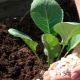 Hvad skal man putte i hullet, når man planter kål?