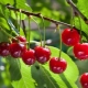 What to plant next to cherries?