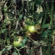 Co je plíseň na rajčatech ve skleníku a jak se s ní vypořádat?