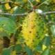 Cos'è la coccomicosi della ciliegia e come affrontarla?