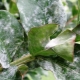 What is powdery mildew and how to deal with it?